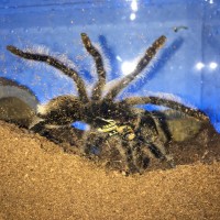 B. albopilosum - feeding