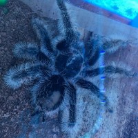 B. albopilosum - bald patch