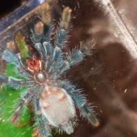 caribena versicolor vent