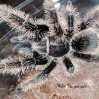 Brachypelma albopilosum