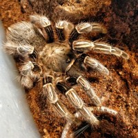 My First Tarantula