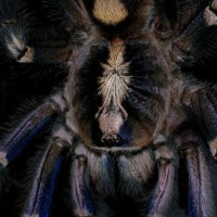 Poecilotheria metallica