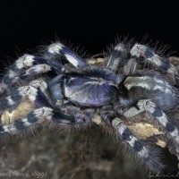 Poecilotheria formosa