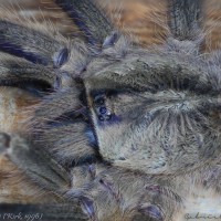 Poecilotheria smithi