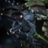 Avicularia avicularia Successful Breeding