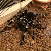 Beautiful A. Geniculata