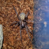 Tegenaria domestica