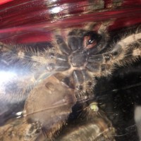 Poecilotheria miranda