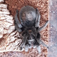 Bella my G. Pulchra