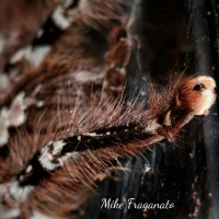 Poecilotheria striata