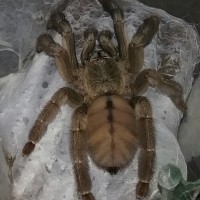 Pre-molt Psalmopoeus cambridgei