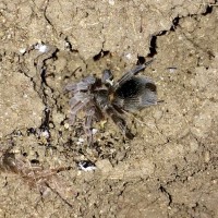 Homoeomma sp “yellow” female