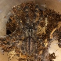 P. regalis sling