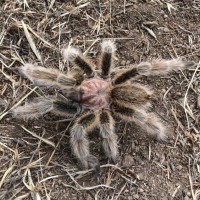 Wild Grammostola rosea NCF male