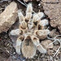 Wild Grammostola rosea BCF female