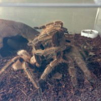 Grammostola rosea RCF breeding