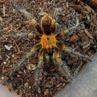 Euathlus sp “gold” male