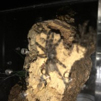 Big growth for P. regalis sling