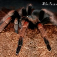 Brachypelma baumgarteni