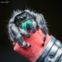 P. audax on a pencil eraser.