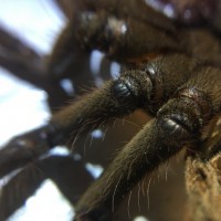 Theraphosa Stirmi