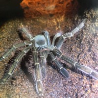 Theraphosa Stirmi