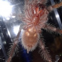 Lasiodora parahybana