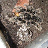 B. albopilosum, Nicaraguan