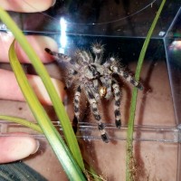 sm p regalis