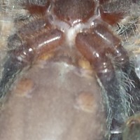 Avicularia Avicularia