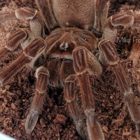 Theraphosa stirmi