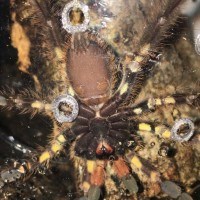 Poecilotheria oranta 3