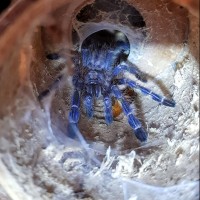 Poecilotheria Metallica 2cm