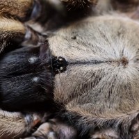 Monocentropus balfouri