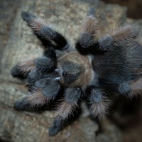 Brachypelma emilia Juvenile Female