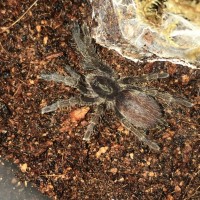 Ceratogyrus Sp. premolt?