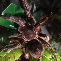 Aphonopelma sp. Guatemala strip knee