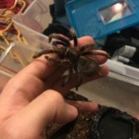 Aphonopelma seemanni