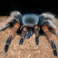 Brachypelma baumgarteni