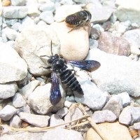 Coelioxys dolichos