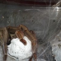 Psalmopoeus cambridgei With Egg Sac