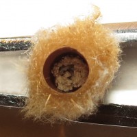 Open Allochares azureus Cocoon From Web of Kukulcania hibernalis