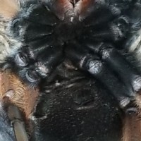 B. Emilia female?