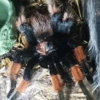 B. Emilia post molt stretch