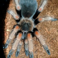 Brachypelma baumgarteni