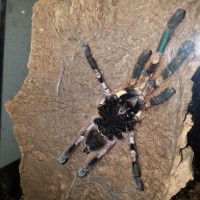 Poecilotheria help?