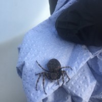 UK spider ID