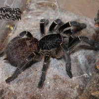 Ceratogyrus meridionalis (dark)