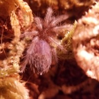 B. vagans sling