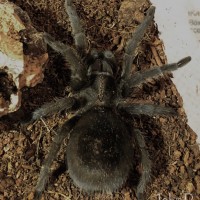 G. pulchra